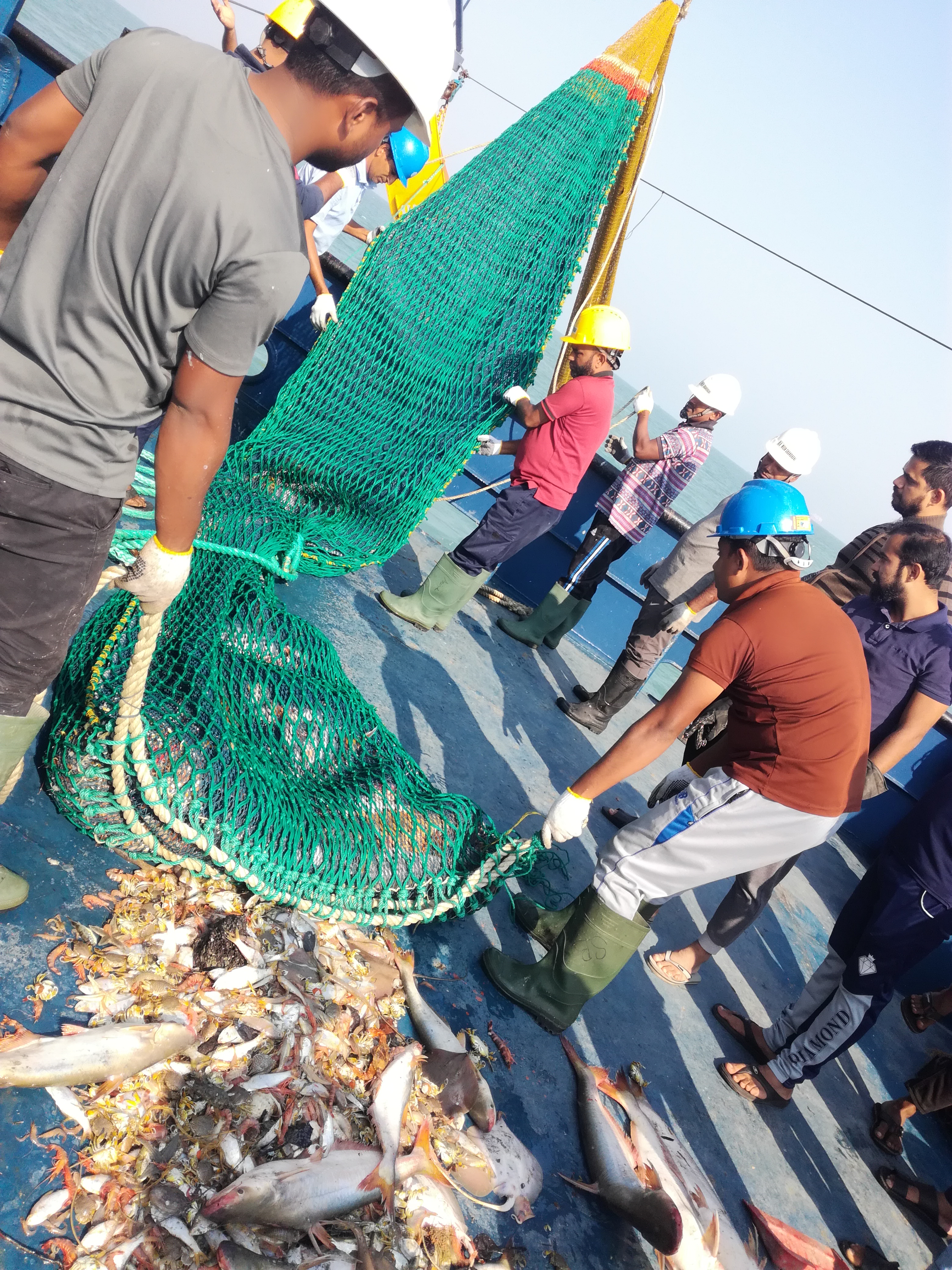 জাল ও মাছ