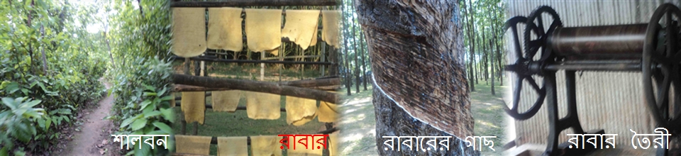 রাবার বাগানের চিত্র
