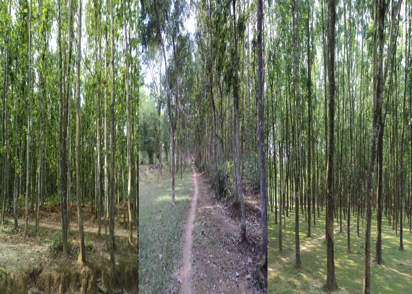 শাল বাগান
