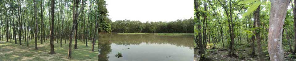 রাবার ও শাল বাগান