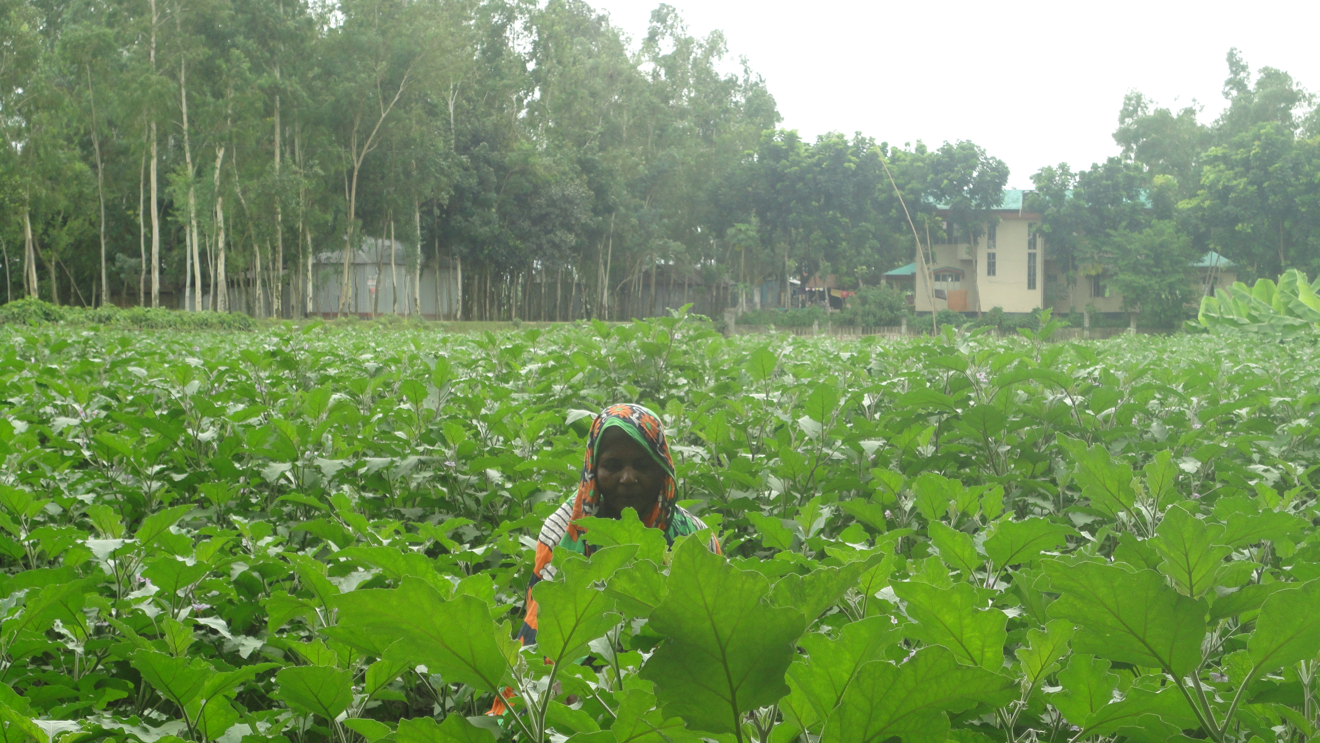 মির্জাবাড়ী ইউনিয়নের কৃষিকার্য