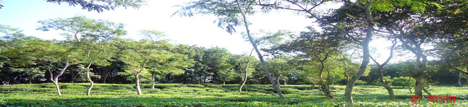 চা বাগান