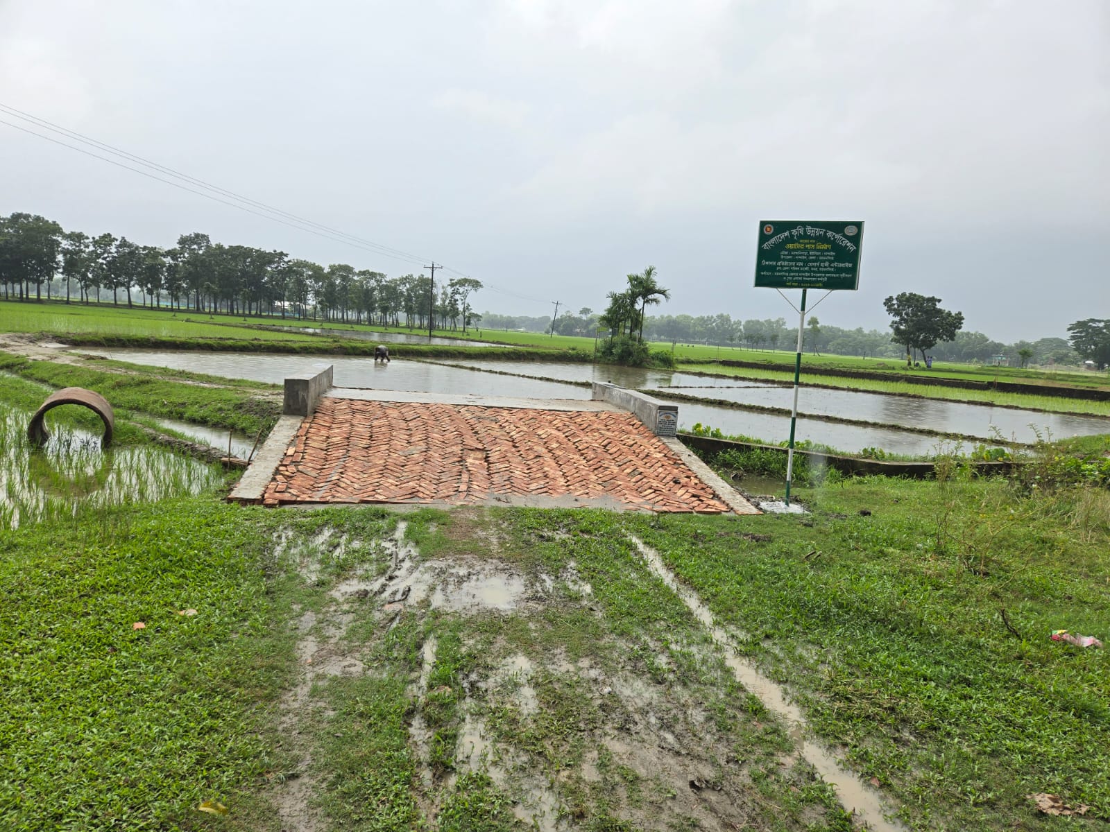 বক্স কালর্ভাট
