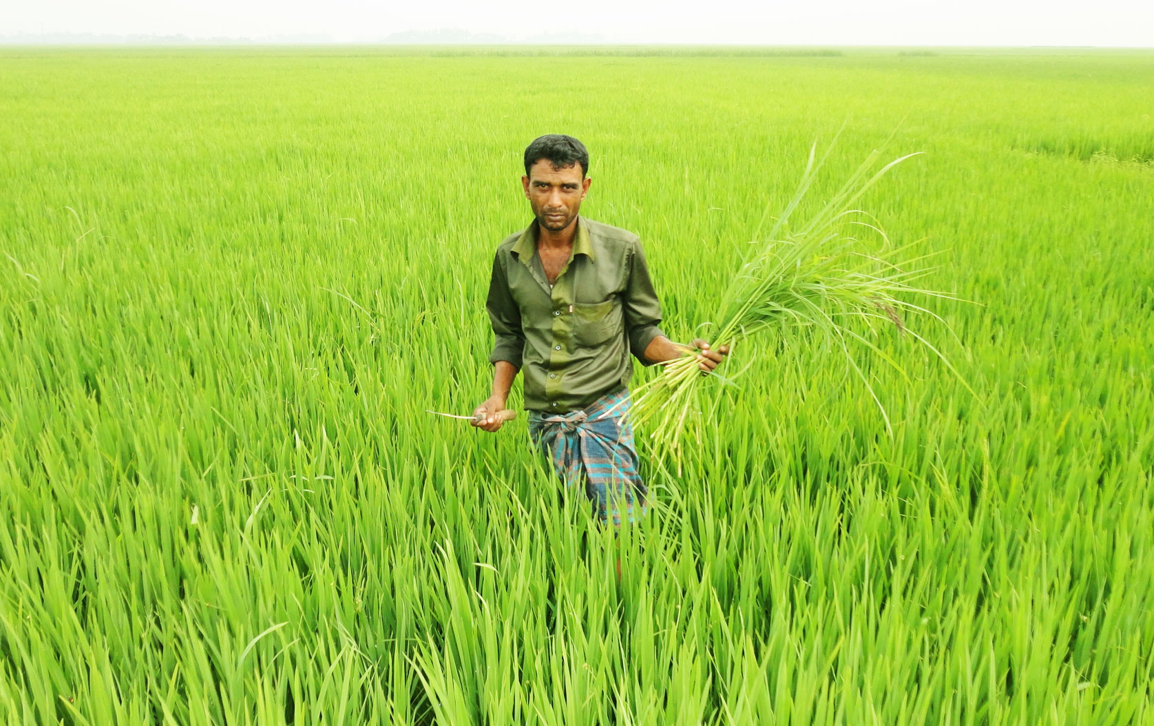 কৃষি
