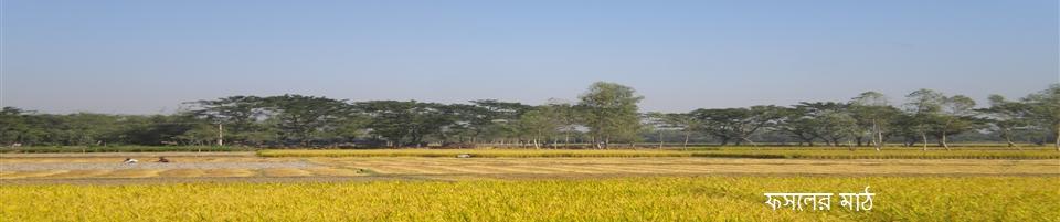 ধান খেত