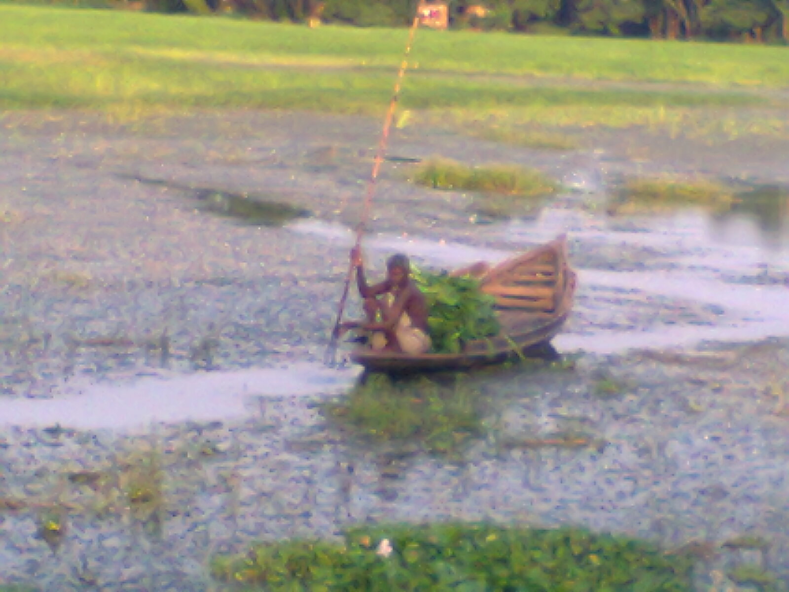 বর্ষার ফসলের মাঠ