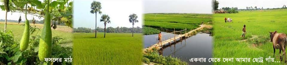 খয়ের বাড়ীর ফসলের মাঠ