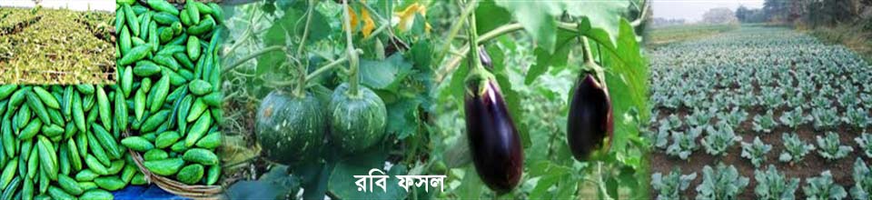 বিভিন্ন রবি ফসল