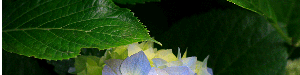 মধুপুর ইউনিয়ন পরিষদ