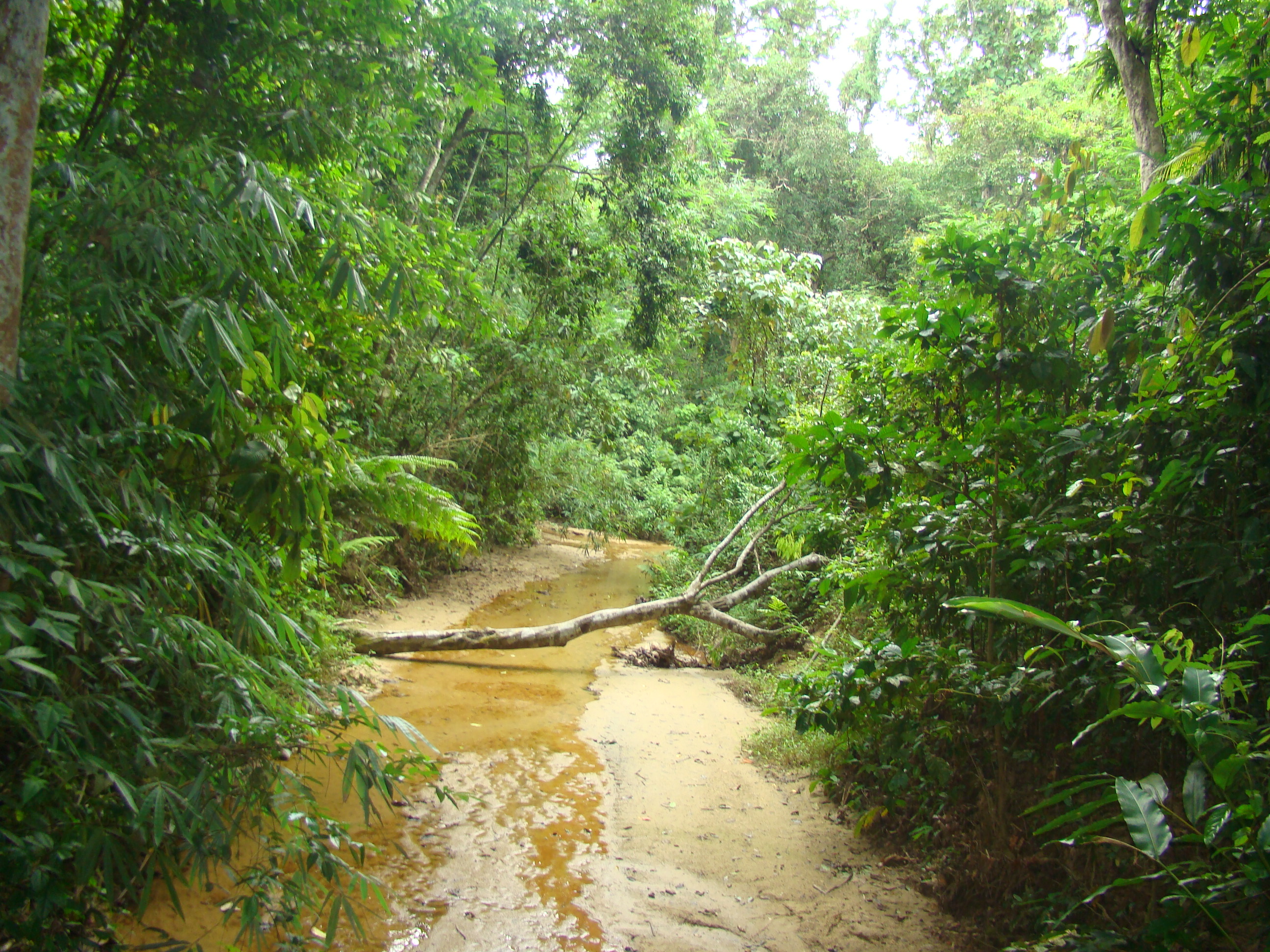 লাওয়াছড়া