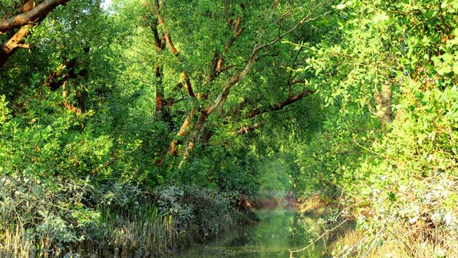 চড় কুক্রি মুক্রি