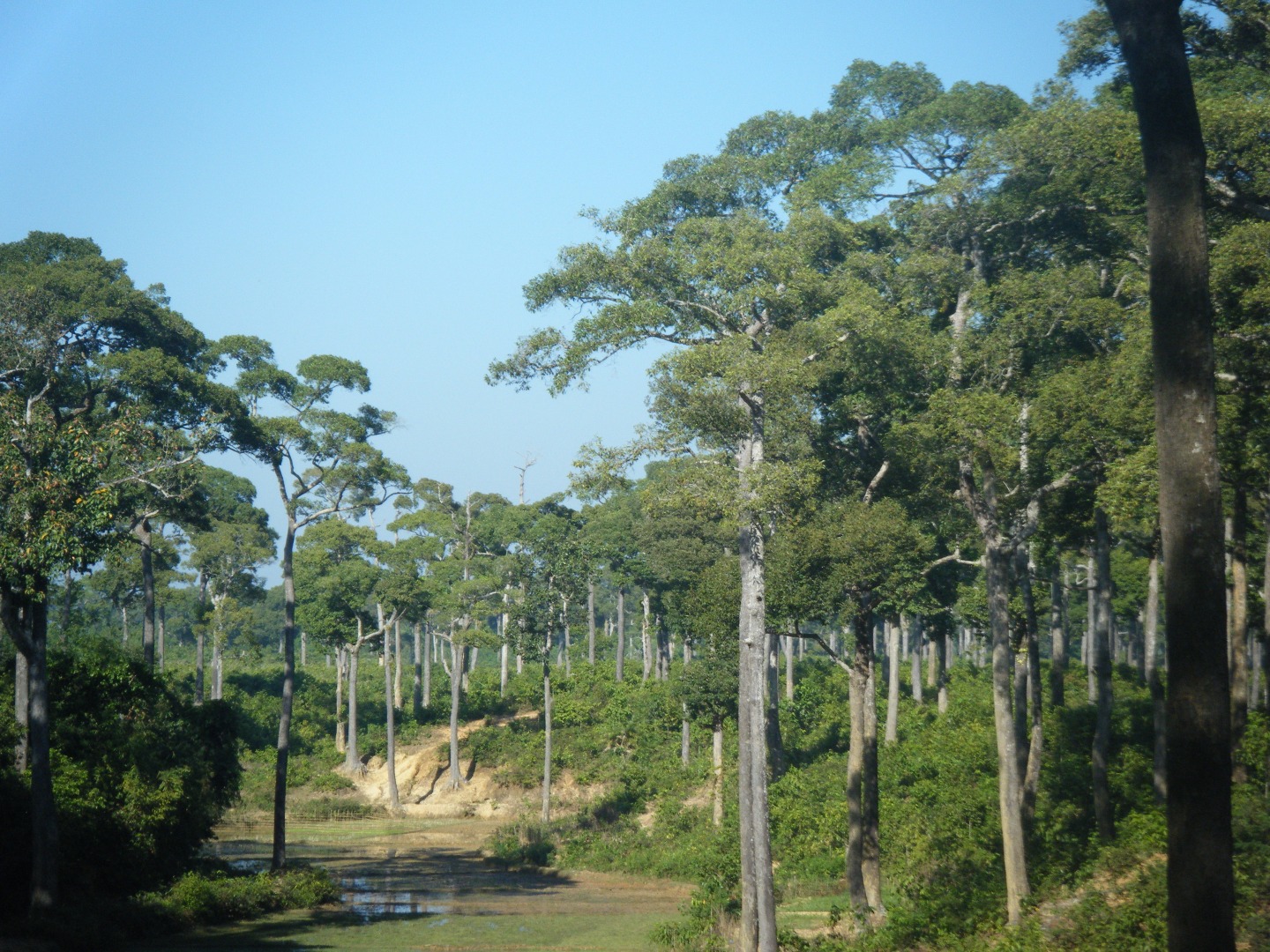 মেধা কাচ্ছাপিয়া