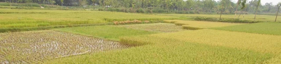 ধানক্ষেত