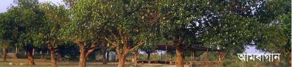 আমবাগান