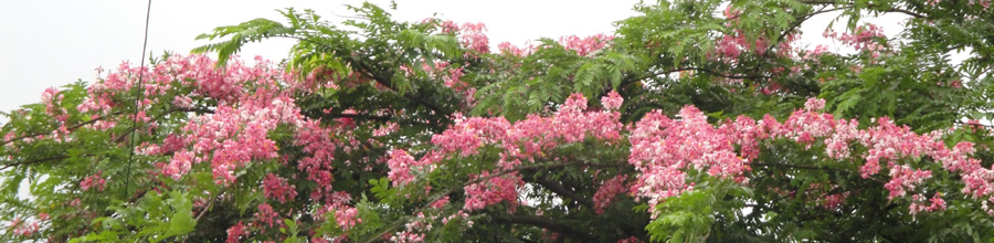 কনকচুড়া