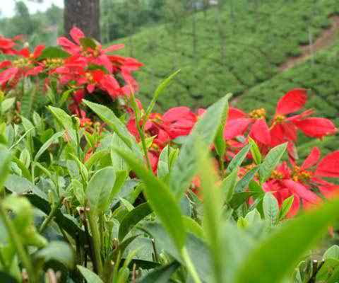 ফটো গ্যালারী