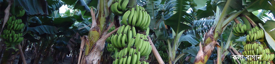 মোকামতলা ইউনিয়নের অর্থ উপার্জনের প্রধান ফসল