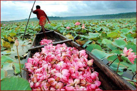 বিলের ফুল