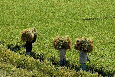 কৃষি ও প্রাণিসম্পদ