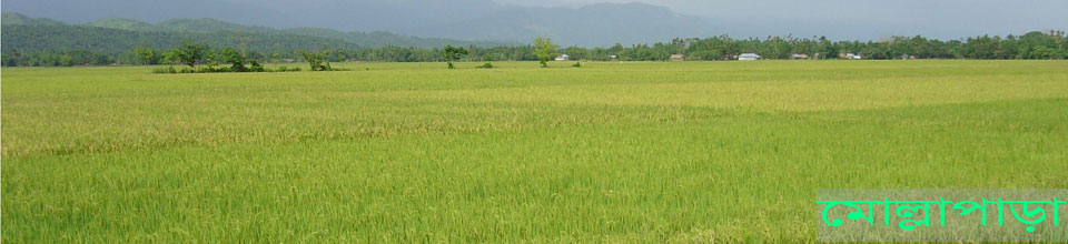 ব্যানার