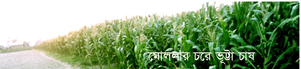 ভূট্টার চাষ