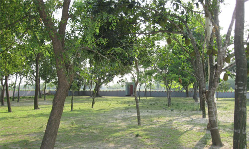 বনায়ন কর্মসূচি