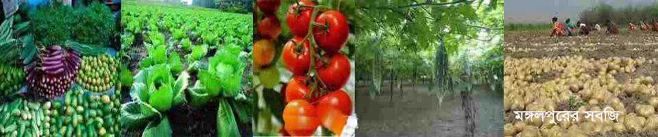 মঙ্গলপুরের সবজি চাষ