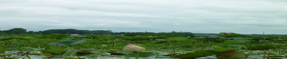 পদ্ধ বিল