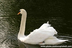 কৃষি ও পাণিসম্পদ