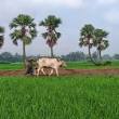 মাঠের দৃশ্য