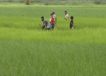 কৃষি ও প্রাণিসম্পদ