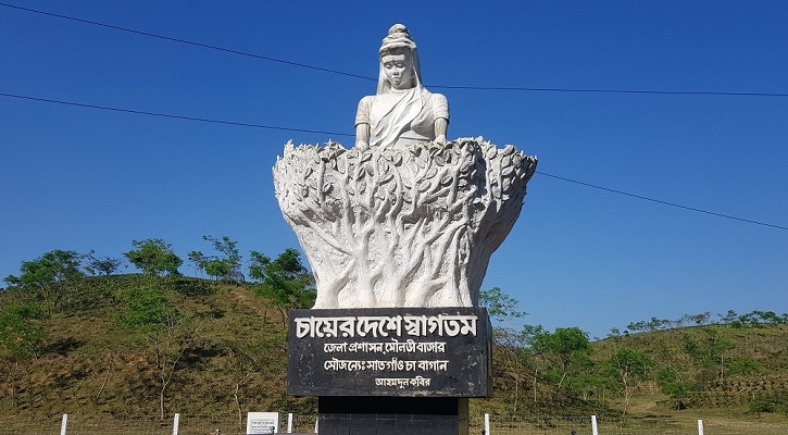 চা কন্যা, মৌলভীবাজার