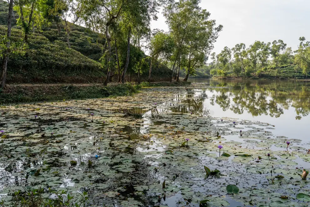 মাধবপুর লেক, কমলগঞ্জ, মৌলভীবাজার