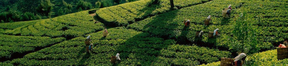 মৌলভীবাজার পৌরসভা