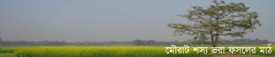 মৌরাট শস্য ফসলে ভরা ফসলের মাঠ