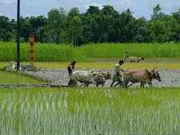 কৃষি