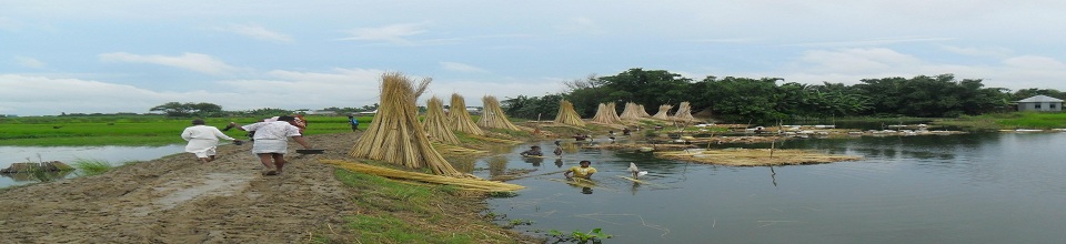ধানের মাঠ