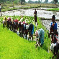 কৃষি ও প্রানিসম্পদ সেবা