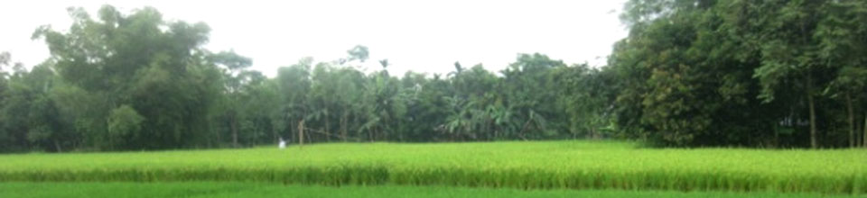 অত্র ইউপির নিকটবর্তী ধানক্ষেত