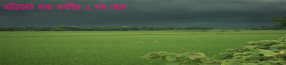 ৩টিগ্রামের মধ্যে অবস্থিত এ ধান ক্ষেত