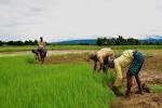 কৃষিওপ্রাণিসম্পদ