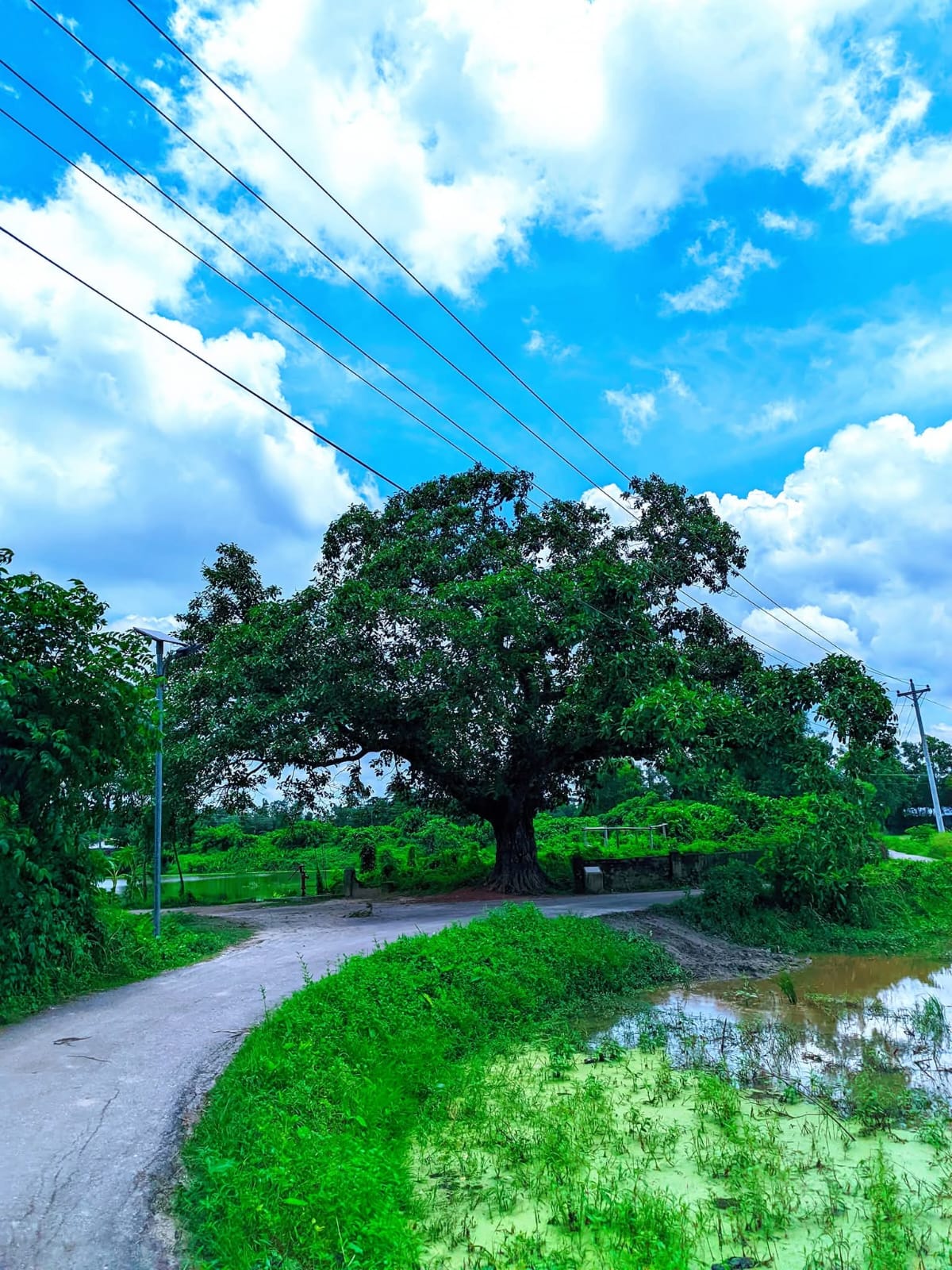 মজুপুর বটতলা