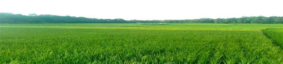 নবাবপুর প্রাকৃতিক দৃশ্য
