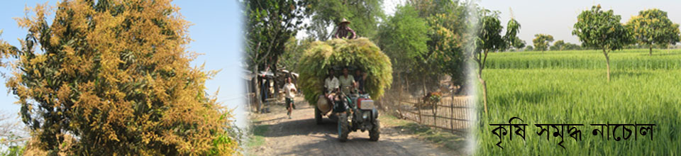 কৃষি সমৃদ্ধ নাচোল উপজেলা