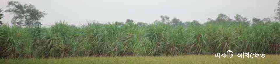১নং নাফানগর ইউনিয়নের ইক্ষুক্ষেত।