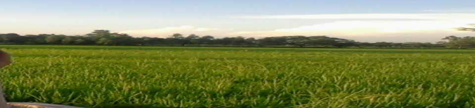 নাফানগর ইউনিয়নের কৃষি ভূমি