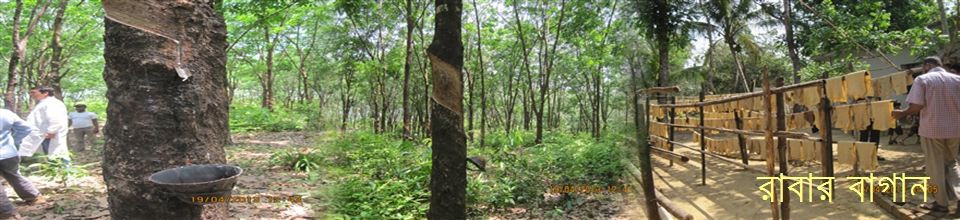 রাবার বাগান