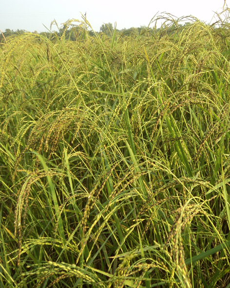 কৃষি ও প্রাণিসম্পদ