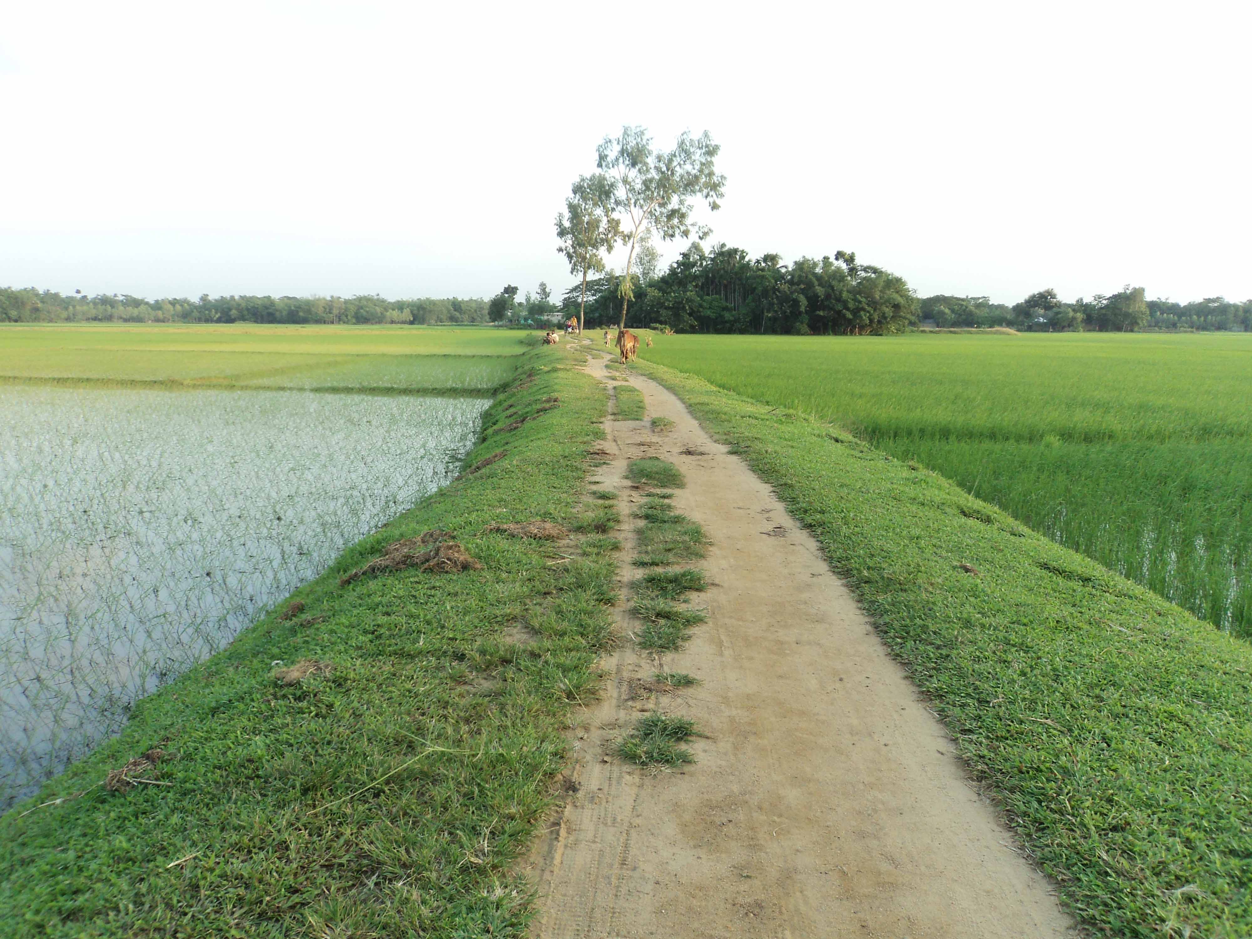 বিবিধ