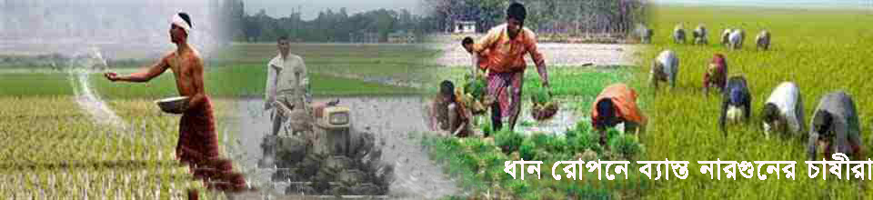 নারগুন ইউনিয়নের চাষীরা ধান রোপনে ব্যাস্ত।